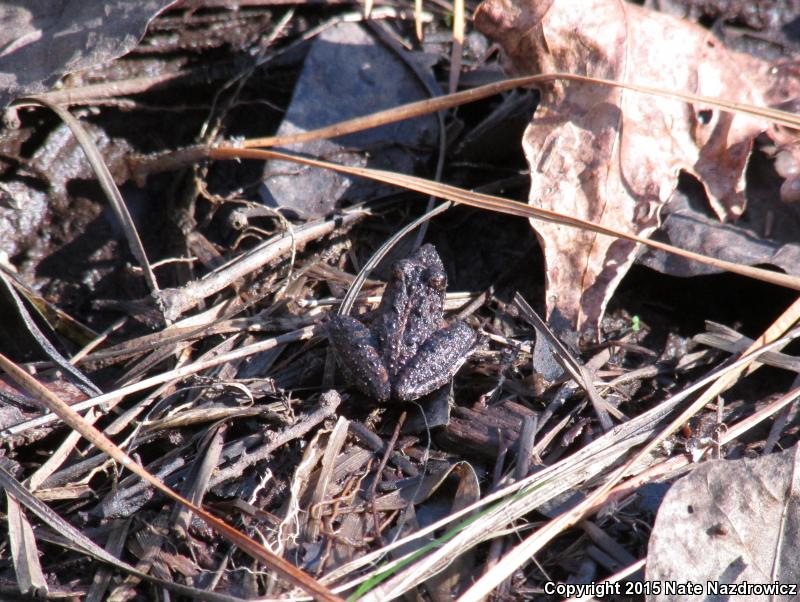 Coastal Plain Cricket Frog (Acris gryllus gryllus)