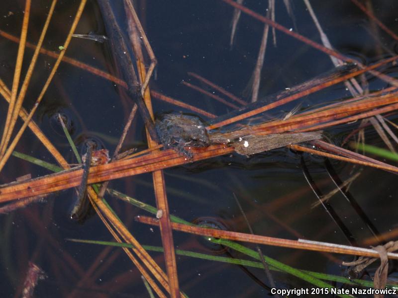 Coastal Plain Cricket Frog (Acris gryllus gryllus)