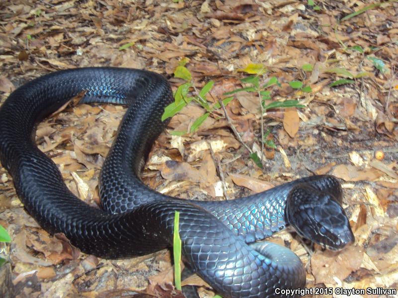 Eastern Indigo Snake (Drymarchon couperi)