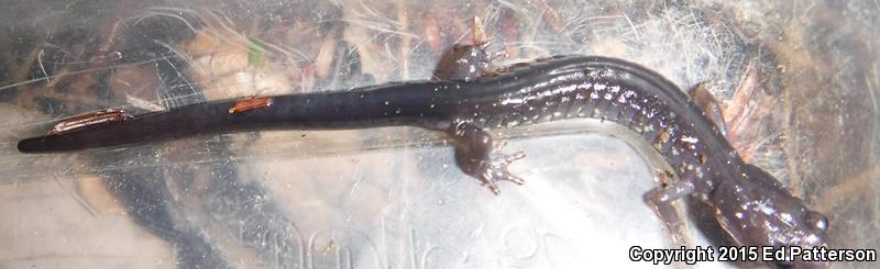 Wehrle's Salamander (Plethodon wehrlei)