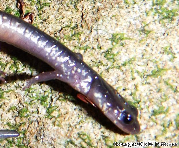 Wehrle's Salamander (Plethodon wehrlei)