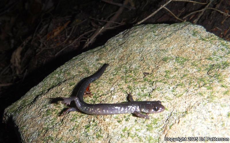 Wehrle's Salamander (Plethodon wehrlei)