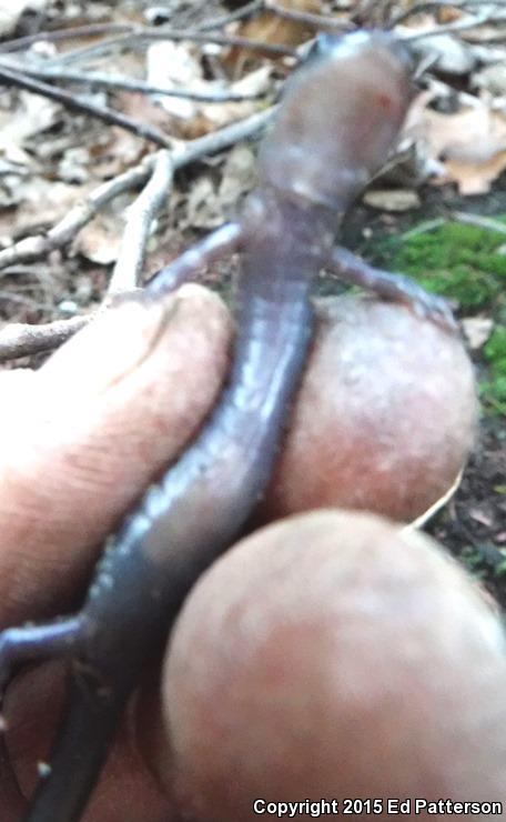 Wehrle's Salamander (Plethodon wehrlei)