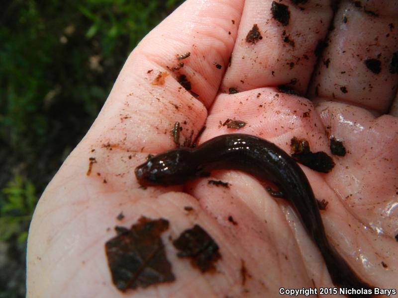 Gulf Coast Waterdog (Necturus beyeri)