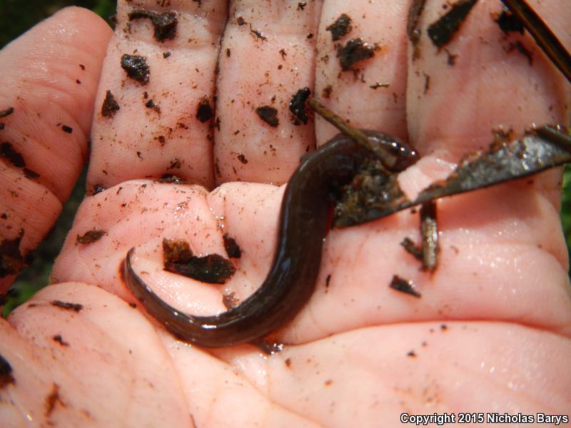 Gulf Coast Waterdog (Necturus beyeri)