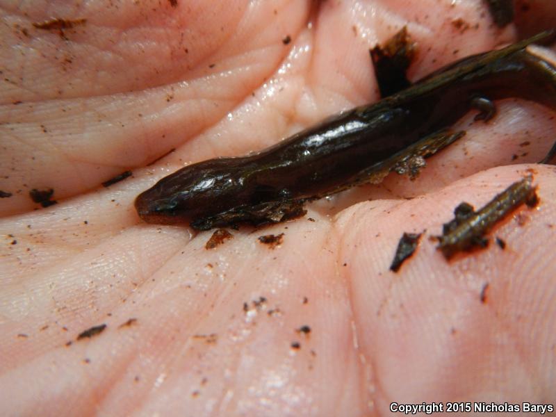 Gulf Coast Waterdog (Necturus beyeri)