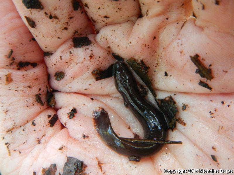 Gulf Coast Waterdog (Necturus beyeri)