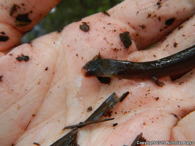 Gulf Coast Waterdog (Necturus beyeri)