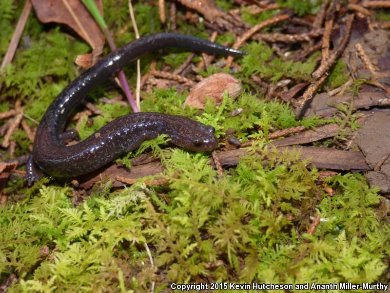 Southern Ravine Salamander (Plethodon richmondi)