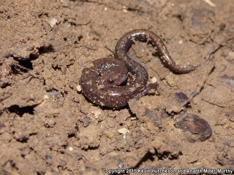 Southern Ravine Salamander (Plethodon richmondi)