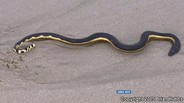 Yellow-bellied Sea Snake (Pelamis platurus)