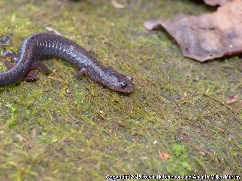 Southern Ravine Salamander (Plethodon richmondi)