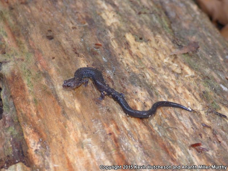 Southern Ravine Salamander (Plethodon richmondi)