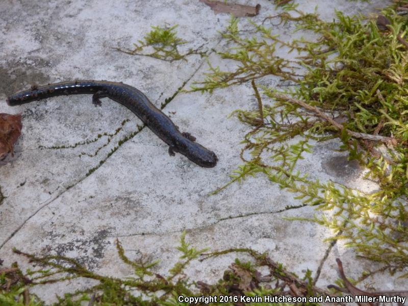 Southern Ravine Salamander (Plethodon richmondi)