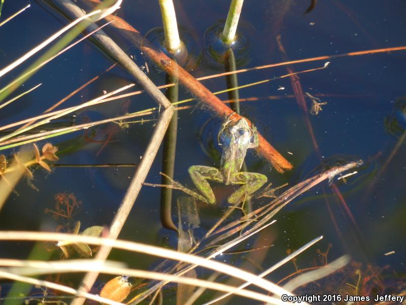 Coastal Plain Cricket Frog (Acris gryllus gryllus)