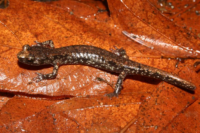 Clouded Salamander (Aneides ferreus)