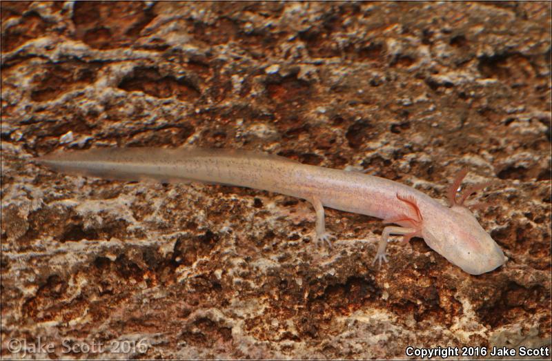Georgia Blind Salamander (Haideotriton wallacei)