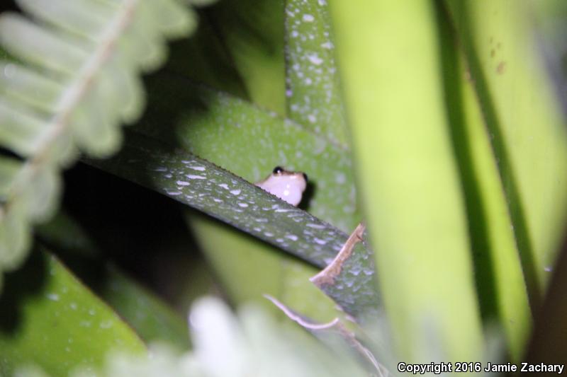 Coqui (Eleutherodactylus coqui)