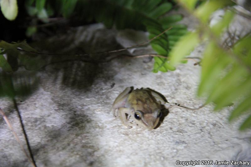 Coqui (Eleutherodactylus coqui)