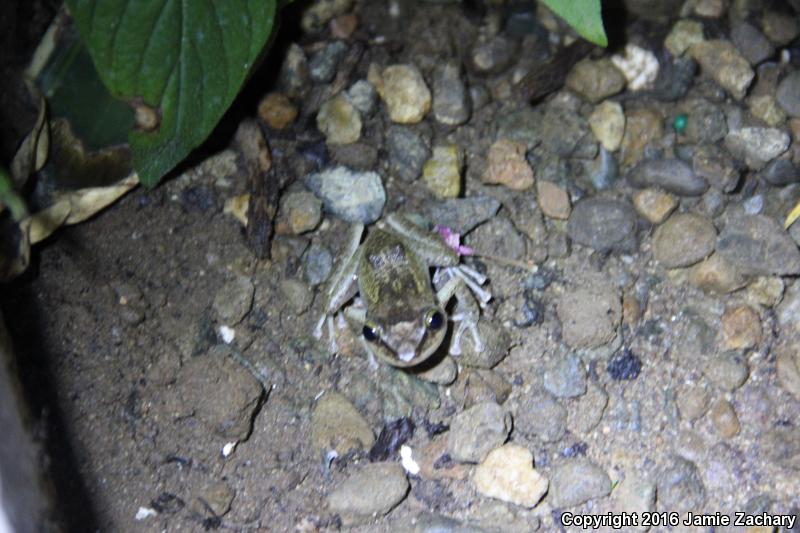 Coqui (Eleutherodactylus coqui)