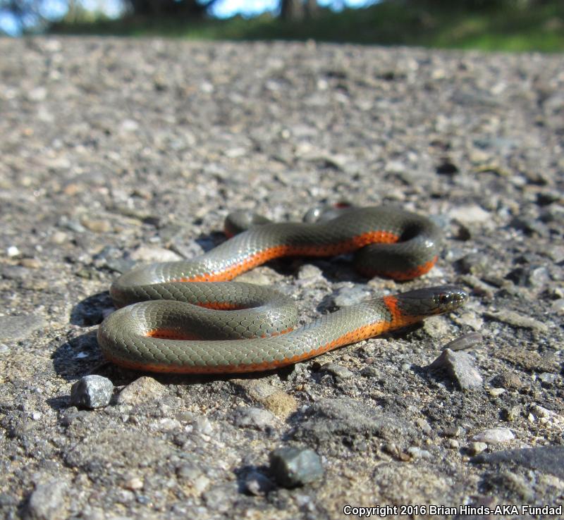 Monterey Ring-necked Snake (Diadophis punctatus vandenburgii)