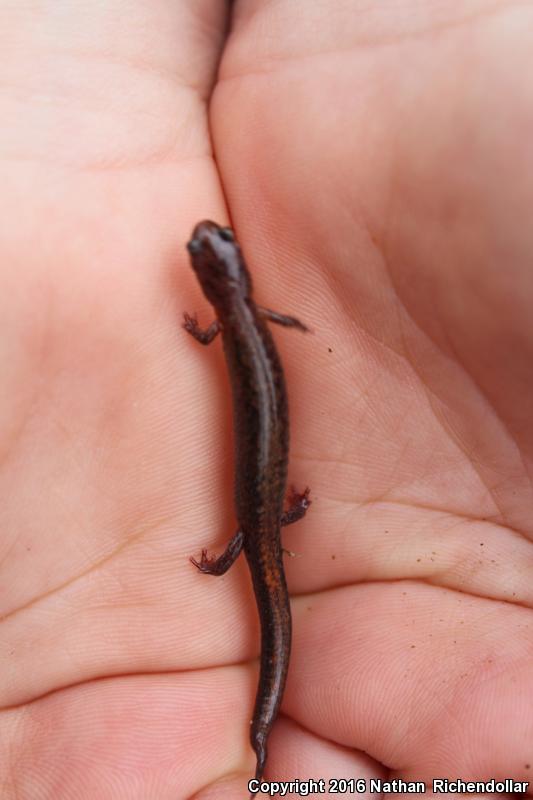 Webster's Salamander (Plethodon websteri)