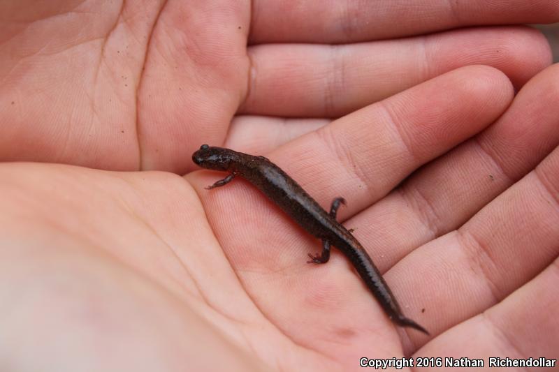 Webster's Salamander (Plethodon websteri)