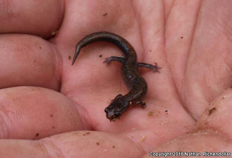 Webster's Salamander (Plethodon websteri)