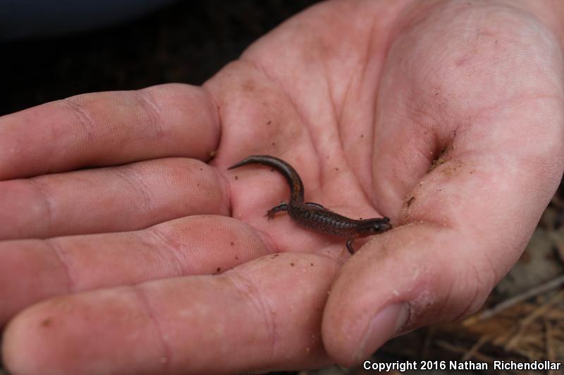 Webster's Salamander (Plethodon websteri)