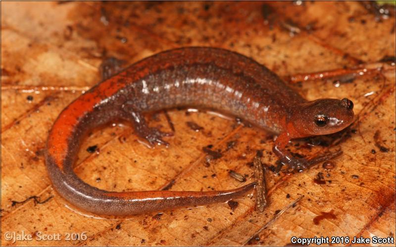 Webster's Salamander (Plethodon websteri)