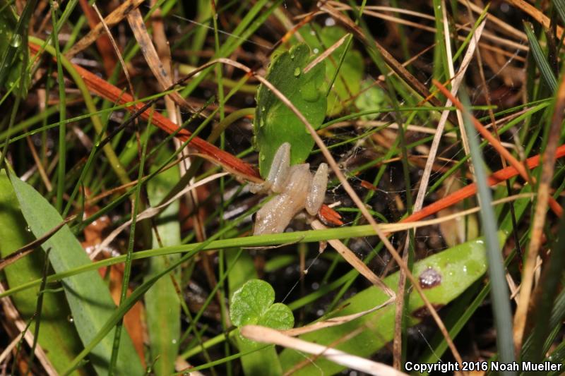 Little Grass Frog (Pseudacris ocularis)