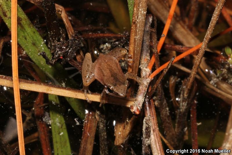 Little Grass Frog (Pseudacris ocularis)