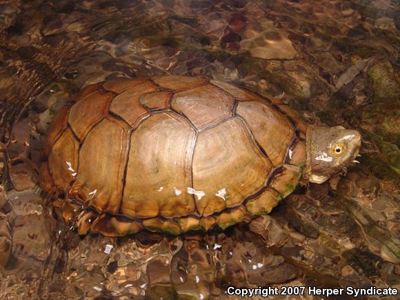 Durango Mud Turtle (Kinosternon durangoense)