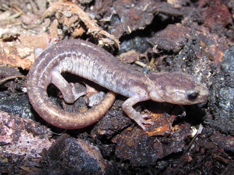 Clouded Salamander (Aneides ferreus)