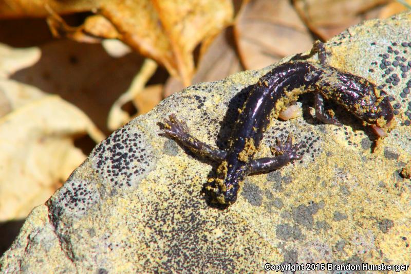 Wehrle's Salamander (Plethodon wehrlei)