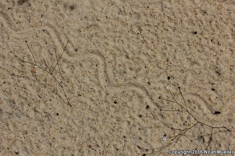 Sand Skink (Plestiodon reynoldsi)