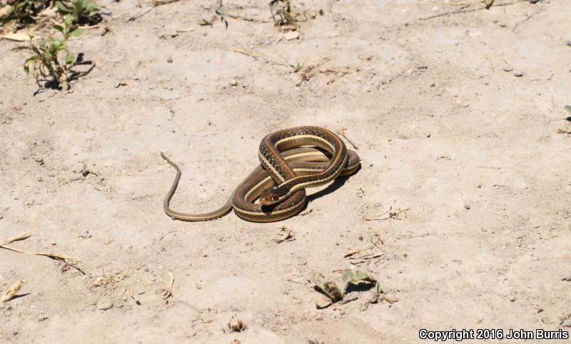 Arid Land Ribbonsnake (Thamnophis proximus diabolicus)