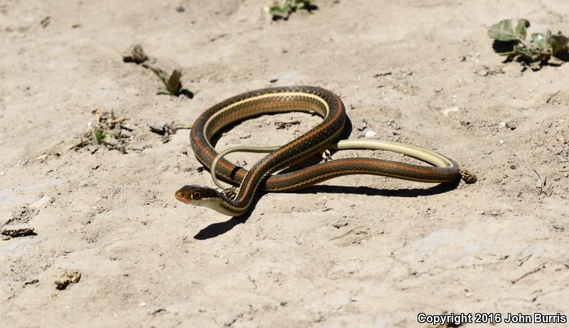 Arid Land Ribbonsnake (Thamnophis proximus diabolicus)