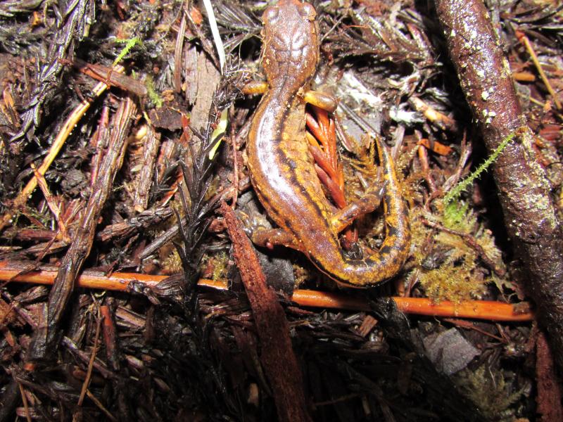 Painted Ensatina (Ensatina eschscholtzii picta)