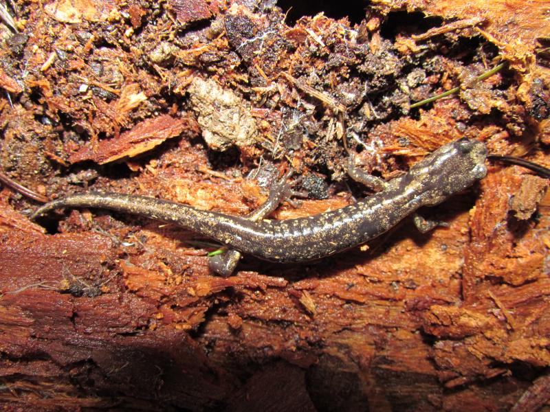 Clouded Salamander (Aneides ferreus)