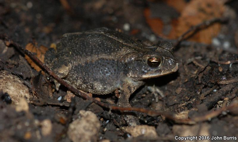 Southern Gulf Coast Toad (Ollotis valliceps)