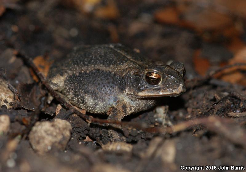 Southern Gulf Coast Toad (Ollotis valliceps)