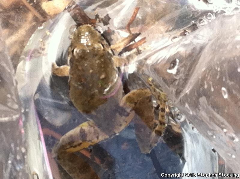 Coastal Plain Cricket Frog (Acris gryllus gryllus)