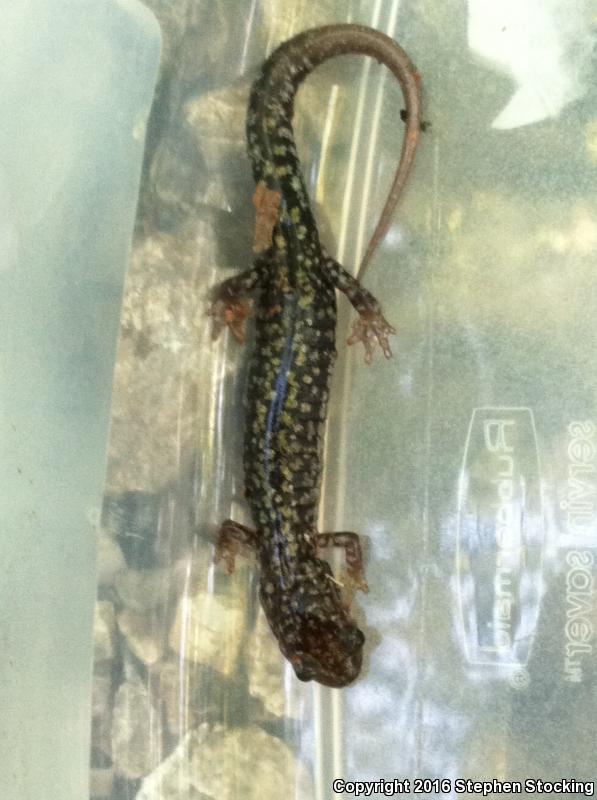 Caddo Mountain Salamander (Plethodon caddoensis)