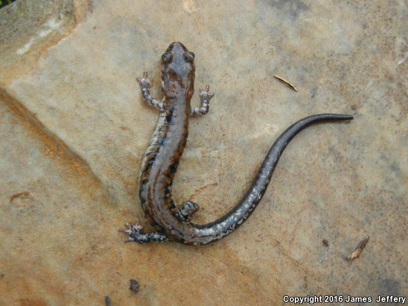 Rich Mountain Salamander (Plethodon ouachitae)