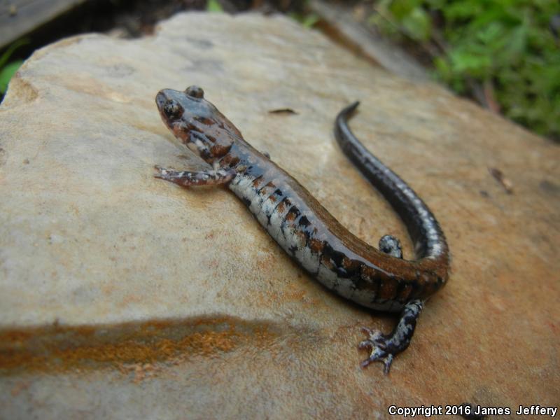 Rich Mountain Salamander (Plethodon ouachitae)