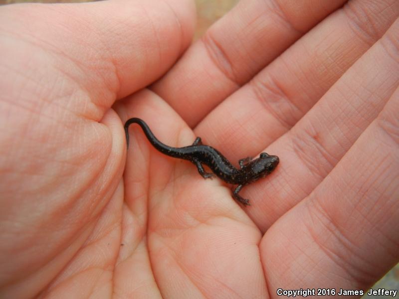 Rich Mountain Salamander (Plethodon ouachitae)