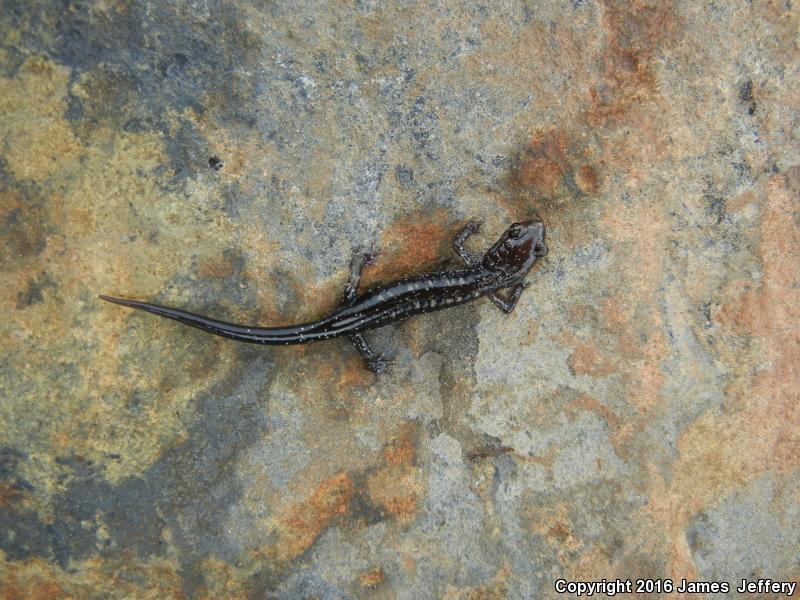 Rich Mountain Salamander (Plethodon ouachitae)