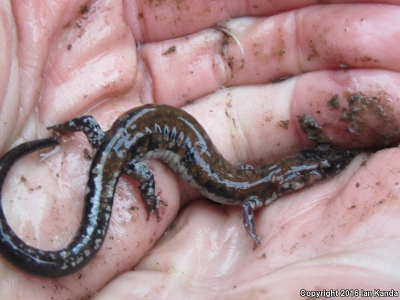 Rich Mountain Salamander (Plethodon ouachitae)