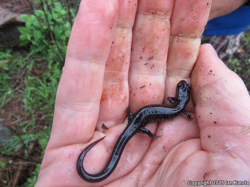 Rich Mountain Salamander (Plethodon ouachitae)